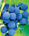 grozdje