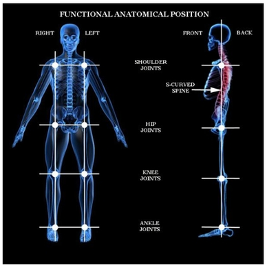 Anatomski polozaj tela